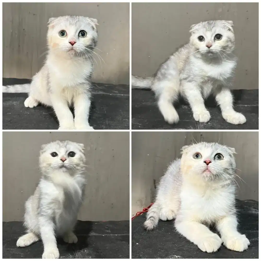 Kucing scottish fold silver betina