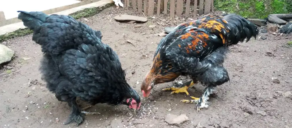 Ayam black brahma sepasang