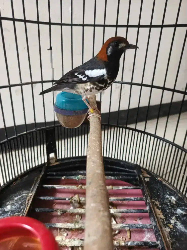 Anis kembang ring malang