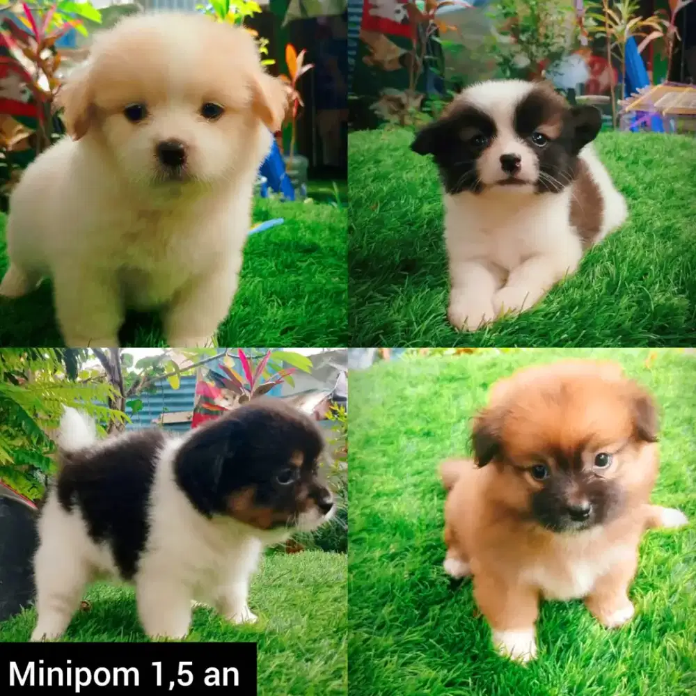 Minipom maltipo & poodle