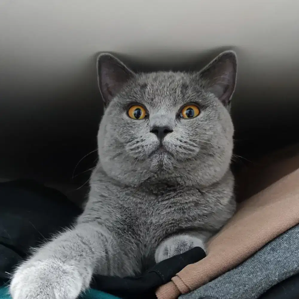 Lepas Adop Bsh Betina Proven