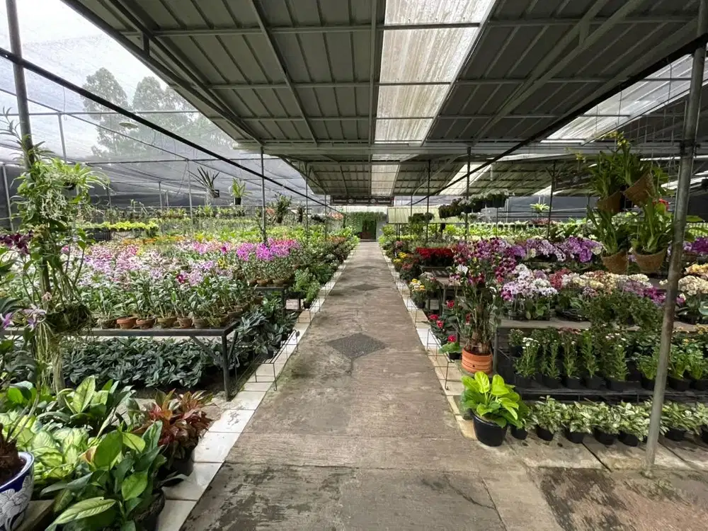 Dicari Karyawati host Live dan admin di kebun