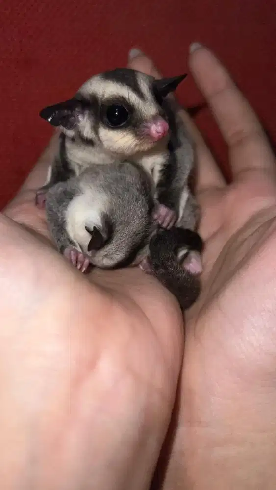 sugar glider classic grey
