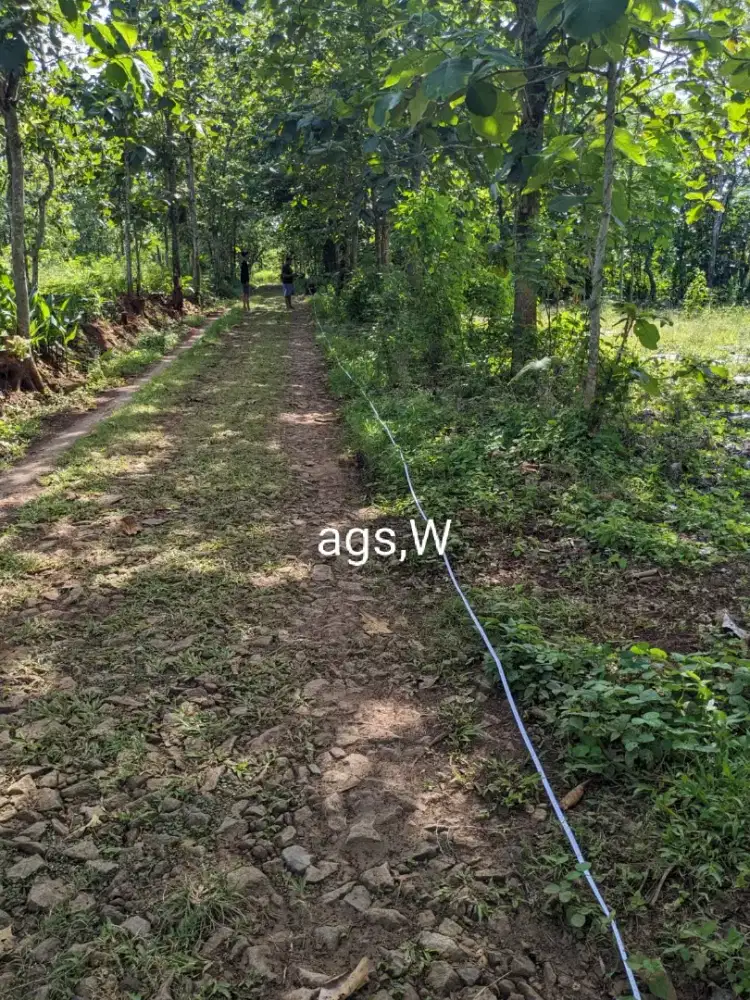 Jual tanah lokasi Jumantono luas 4053mtr harga 400jt nego