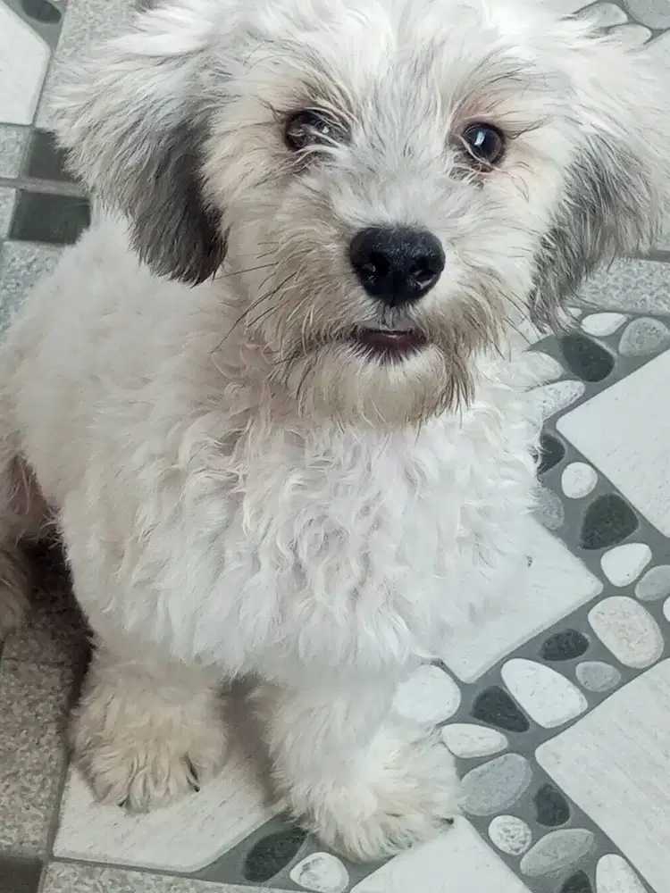 puppy shihtzu poodle