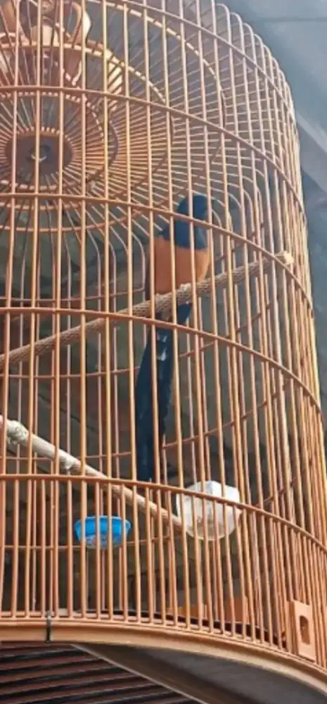 Murai Balak Empat Baru ganti bulu