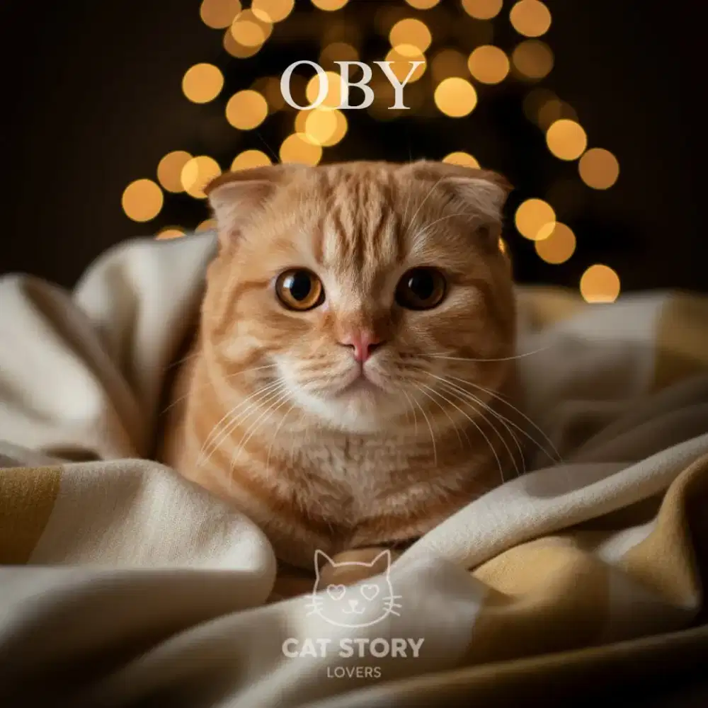 BSH SCOTISH FOLD RED