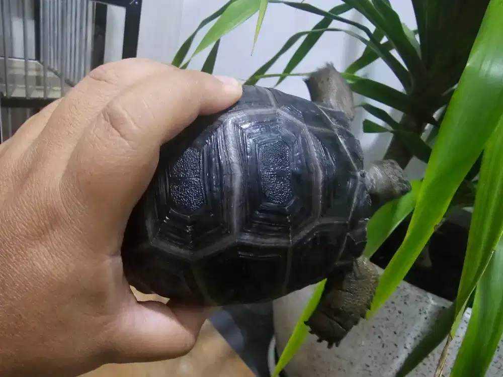 Kura Kura Darat Aldabra Gread A