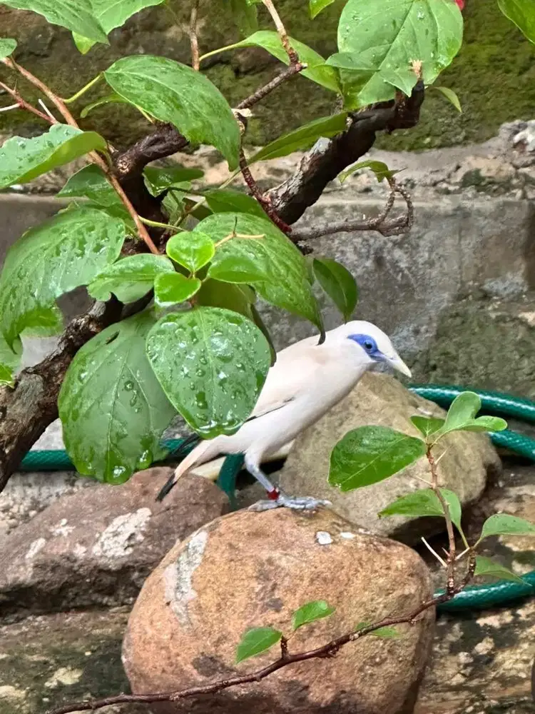 Dijual jalak murah, rawatan, sertifikat