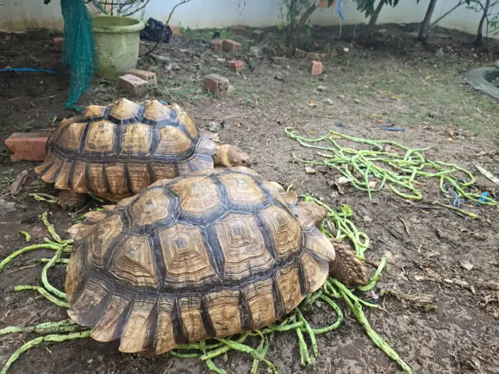 Kura kura darat sulcata sepasang