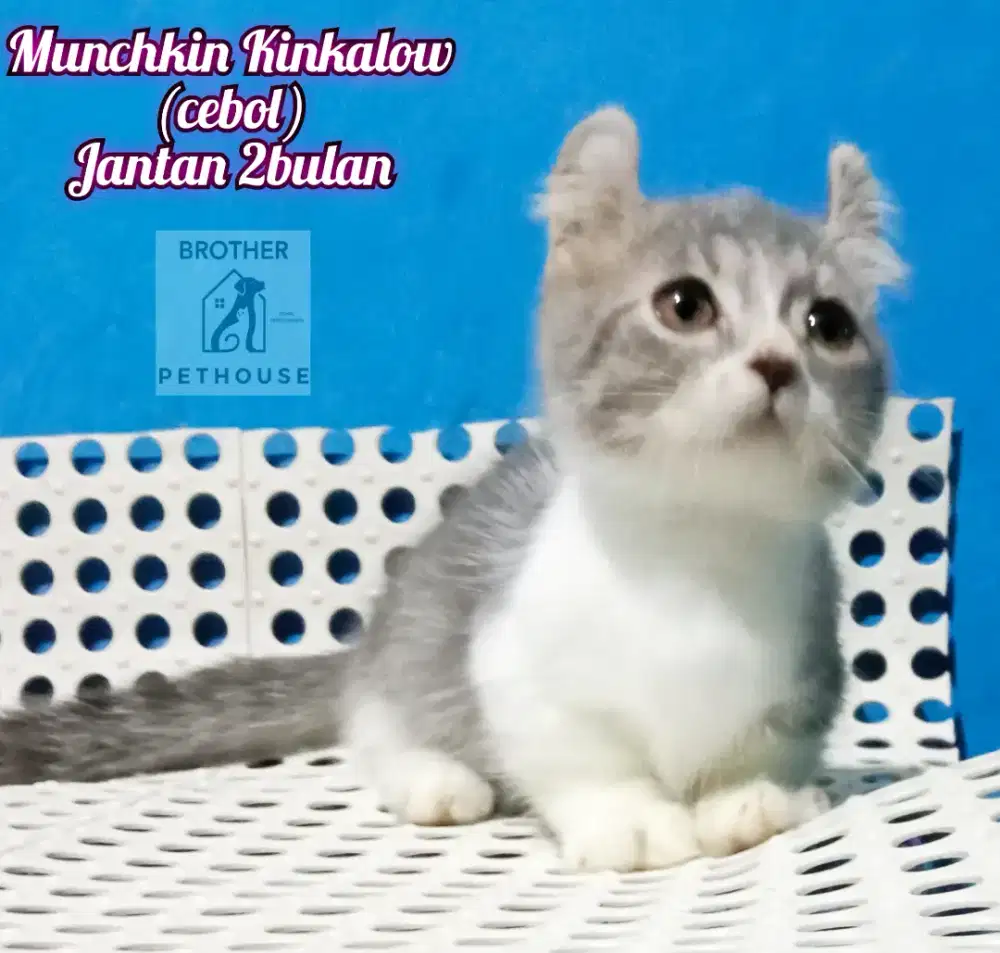 MUNCHKIN KINKALOW JANTAN