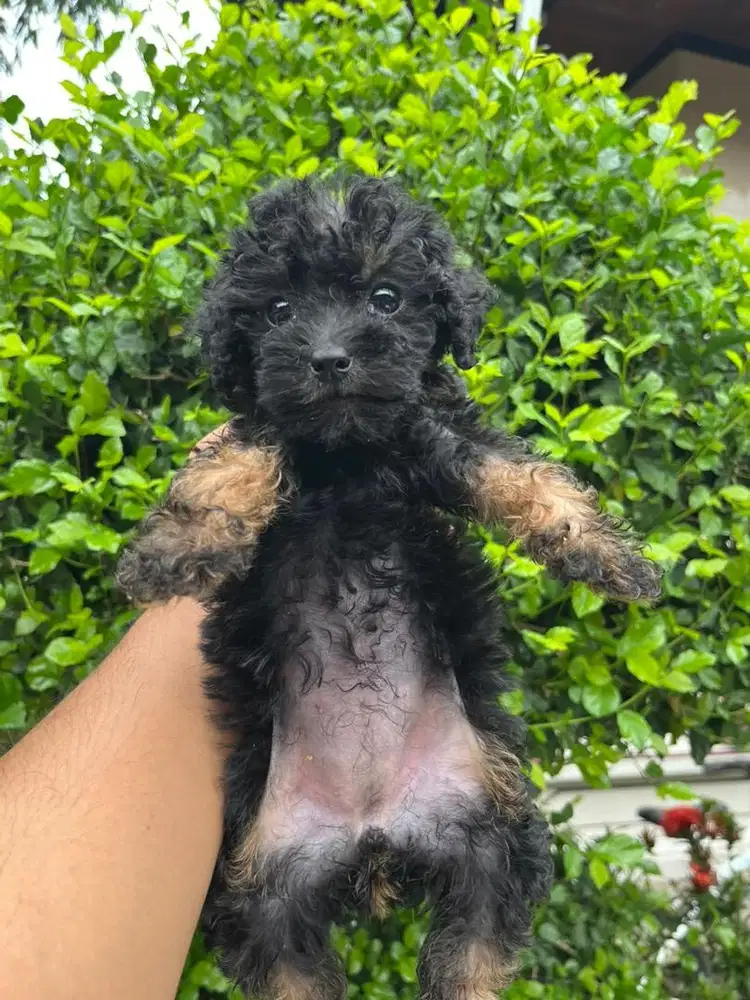 podel lucu2 jangan dan 1 betin