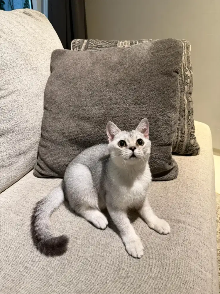 Bsh silver jantan 4,5 bulan