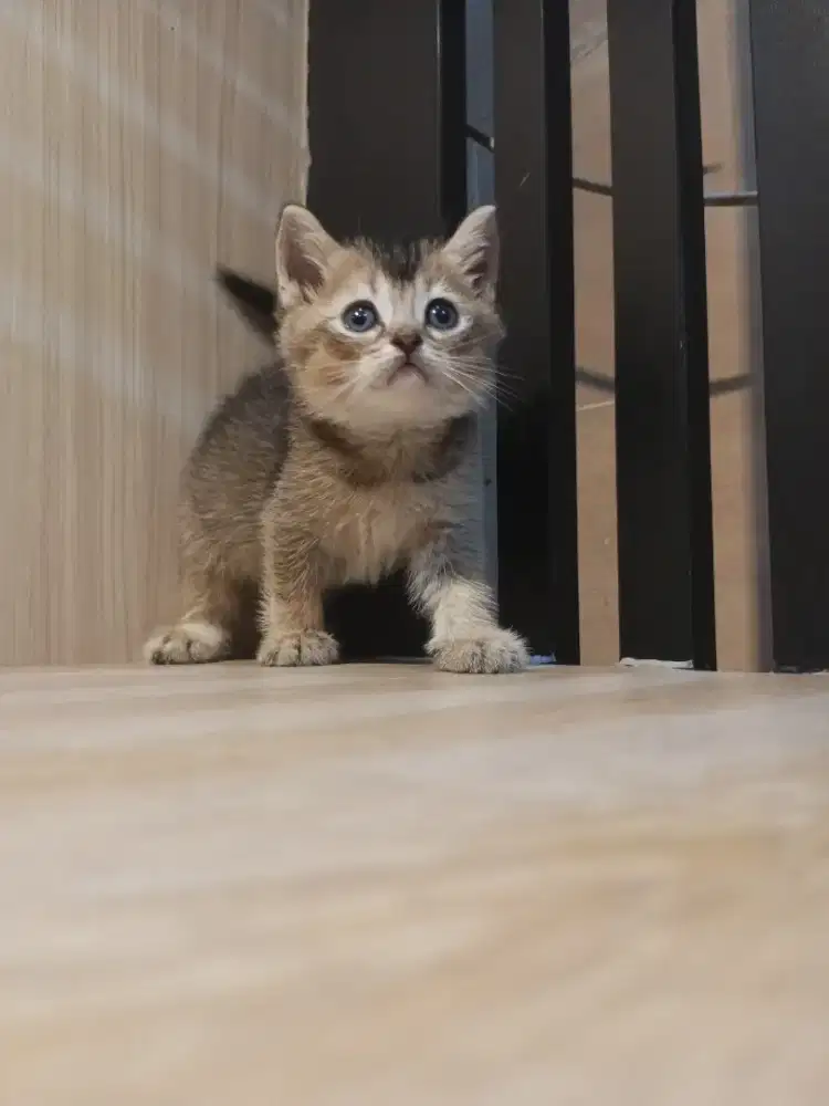 Bsh black golden jantan (1)