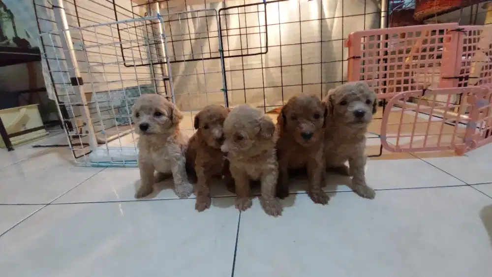 Anakan anjing jenis poodle
