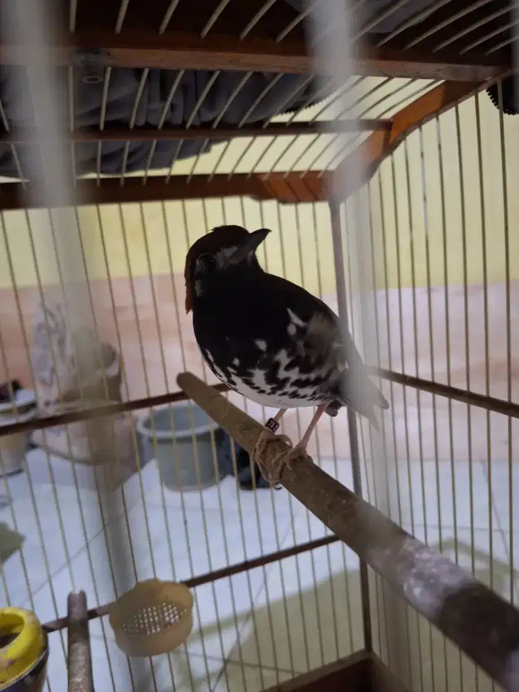 Anis kembang ring malang burja