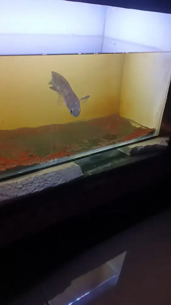 Channa maru Ys size 15±