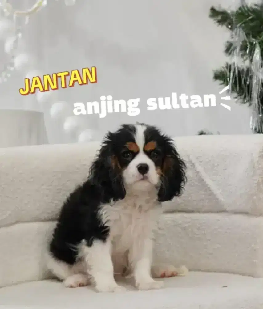 Anjing super langka