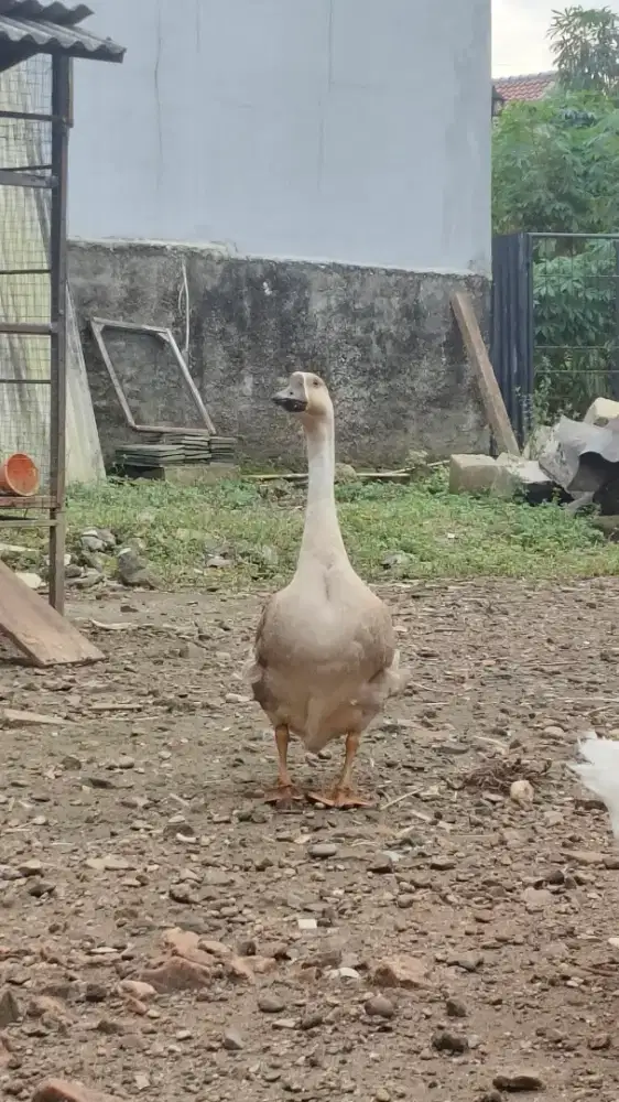 Soang/Angsa Benggala Betina