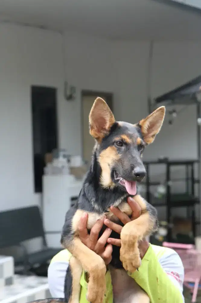 Herder GSD pure breed