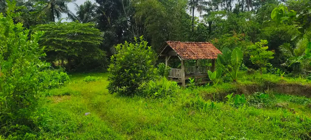 TANAH LUAS KEBUN MURAH