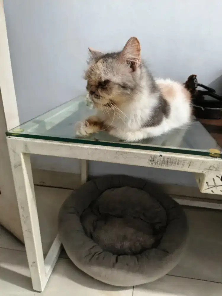 DIJUAL Persia Peaknose