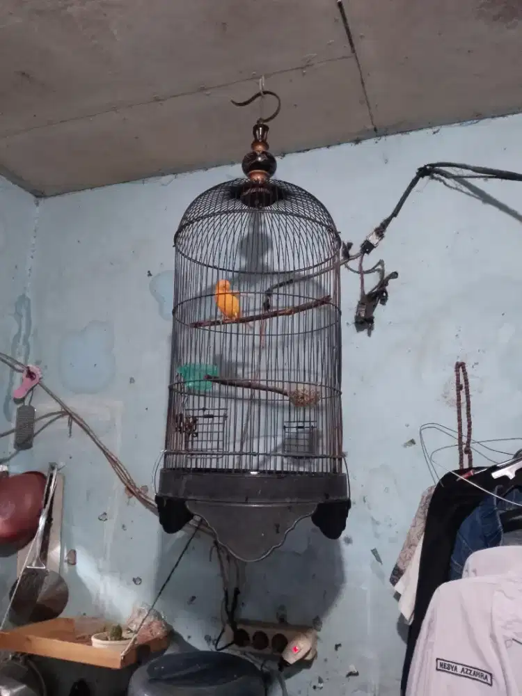 Kenari fullset gacor bisa dibantu kirim2