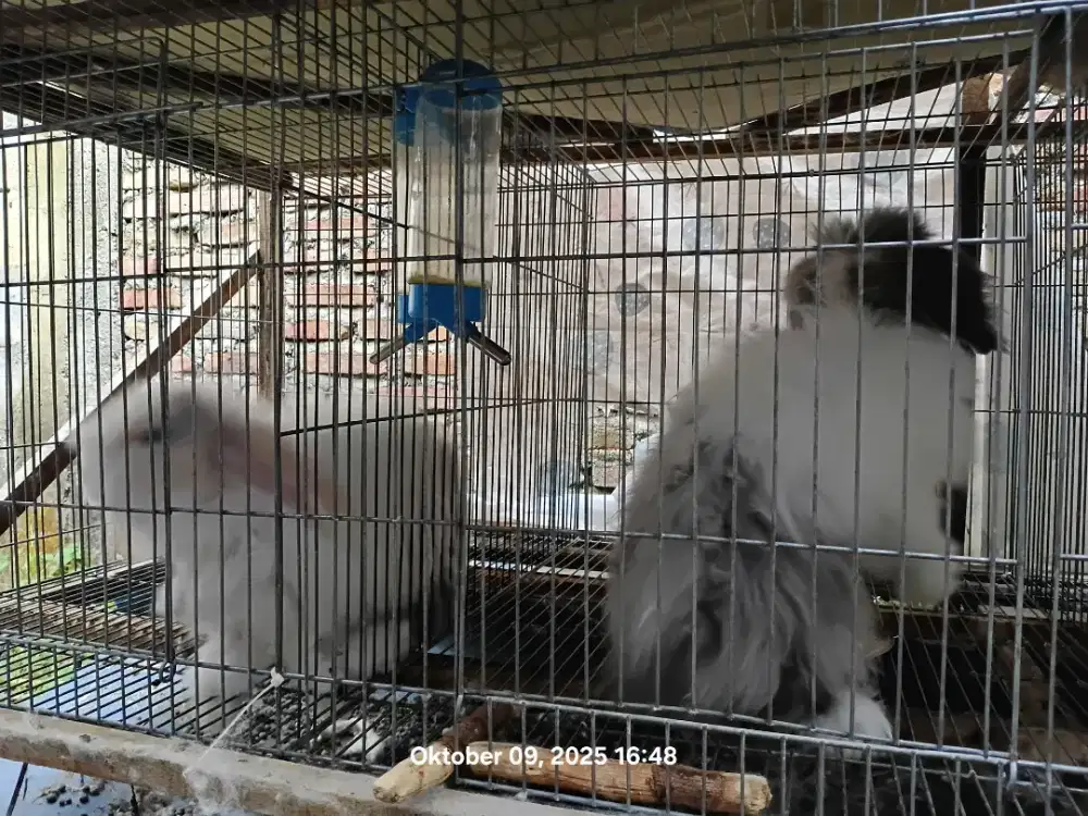 2 ekor kelinci jantan gak keurus