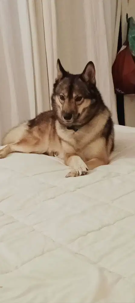 Penyayang hewan khususnya anjing