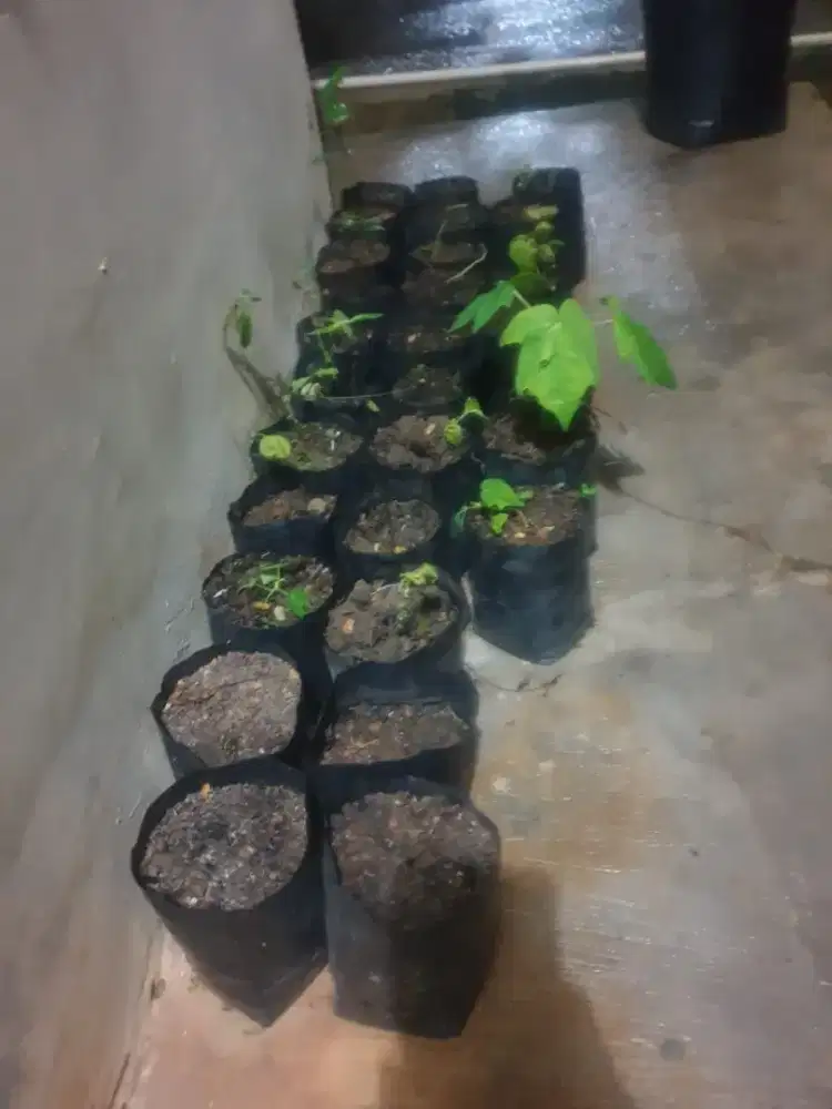 Lowongan baby sitter