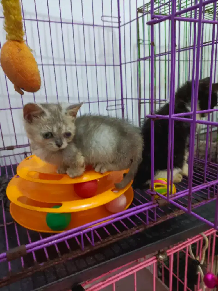 Muchkin RH( rag hungger)