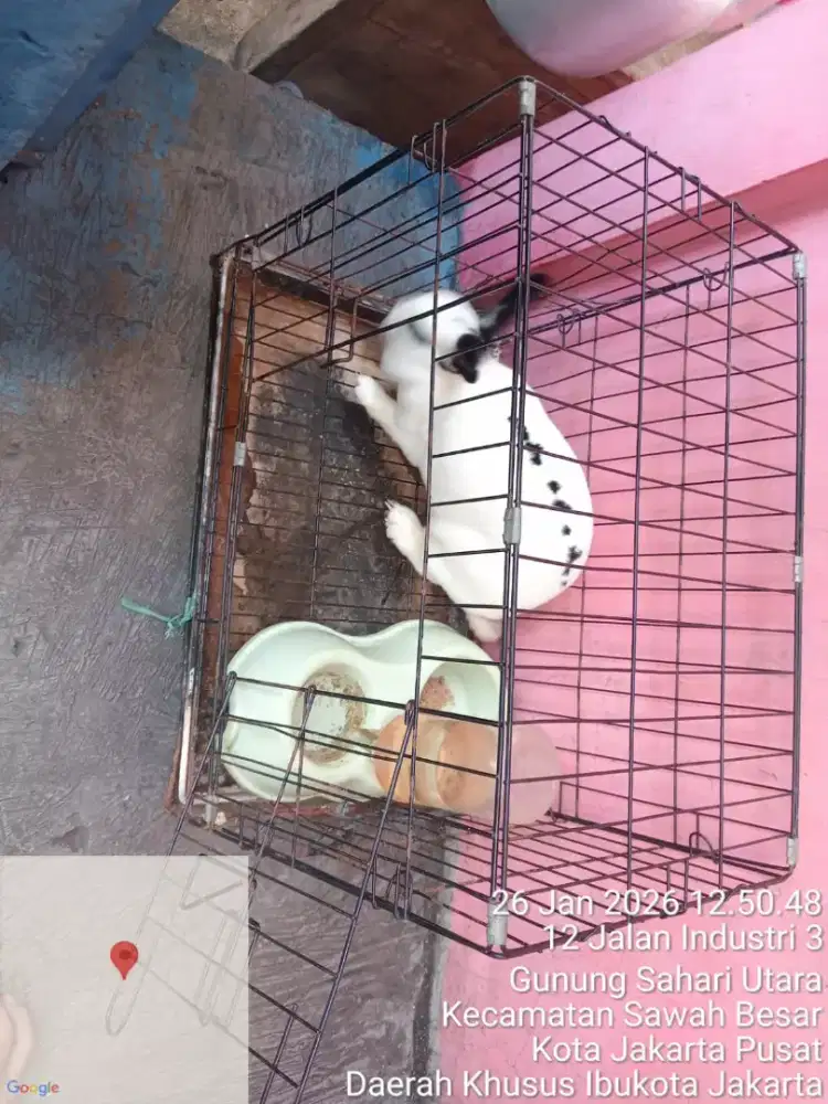 Kelinci jenis kurang paham