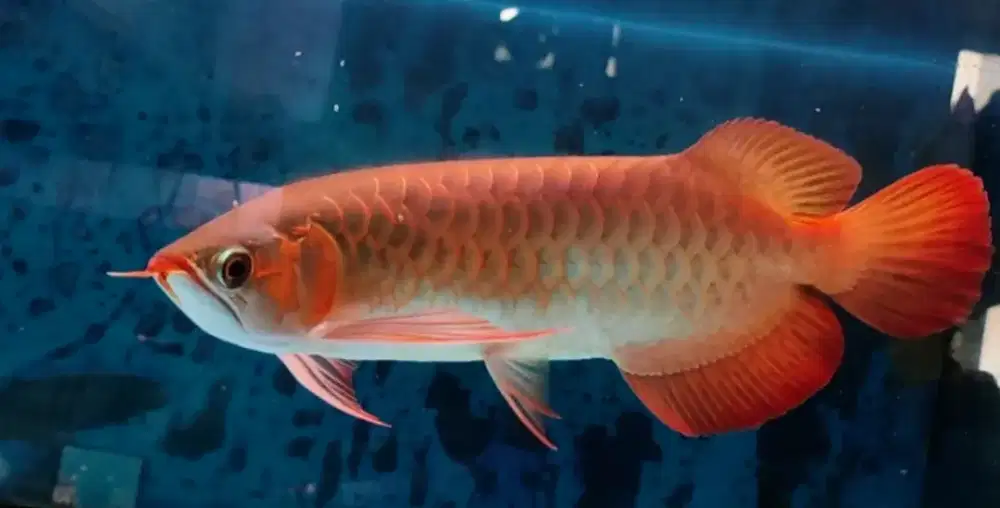 Arwana Super Red 40cm