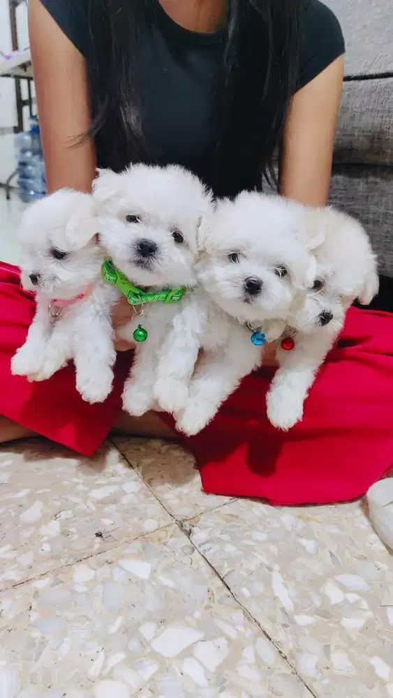Anjing Maltese umur 2,5 bln