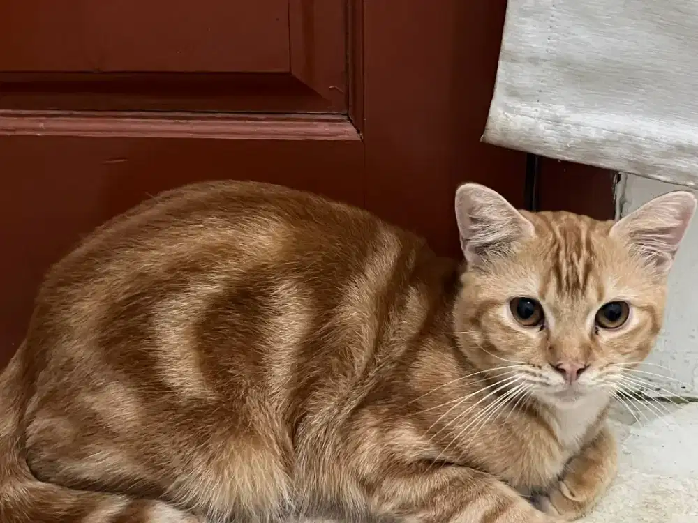 Lepas Adopt Kucing Free