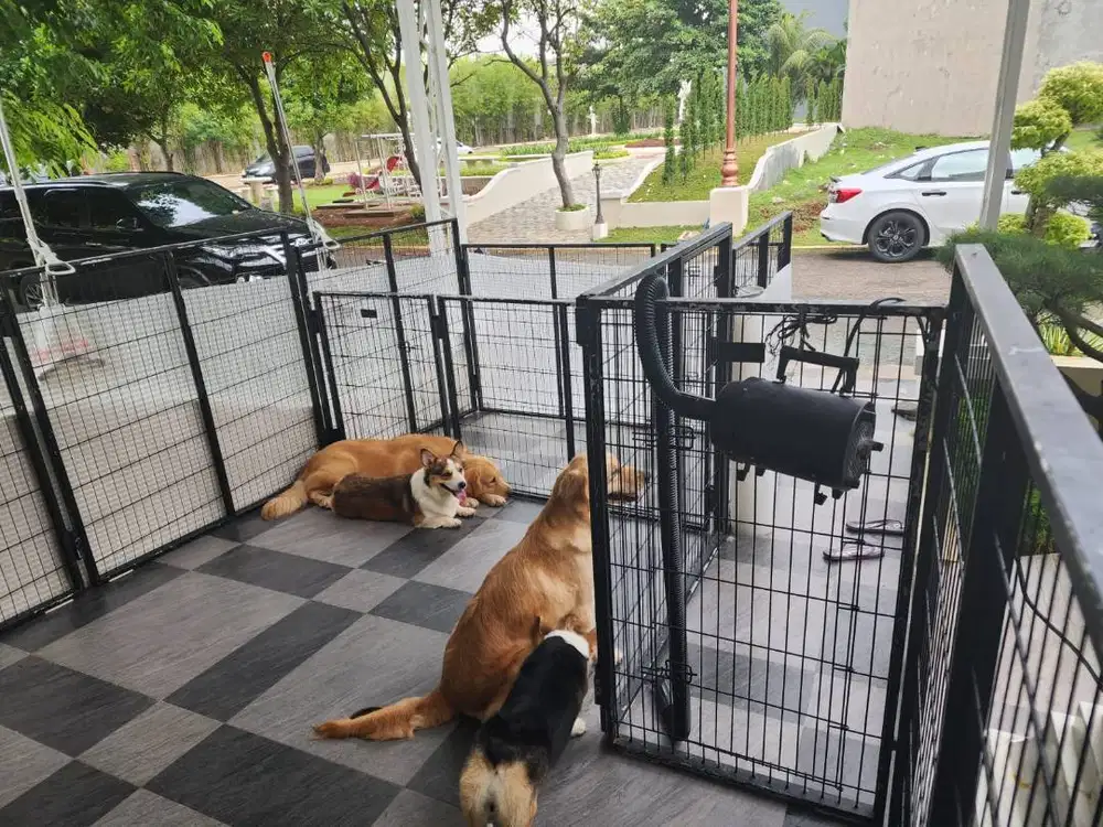 Lowongan Untuk Kennel Boy Dan Sopir Antar Jemput Sekolah