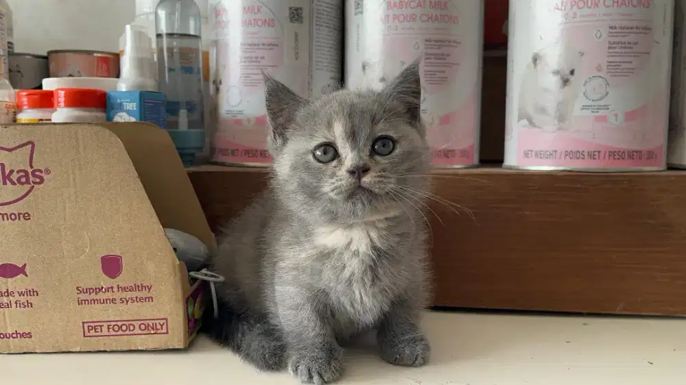 Munchkin bsh blue tortie