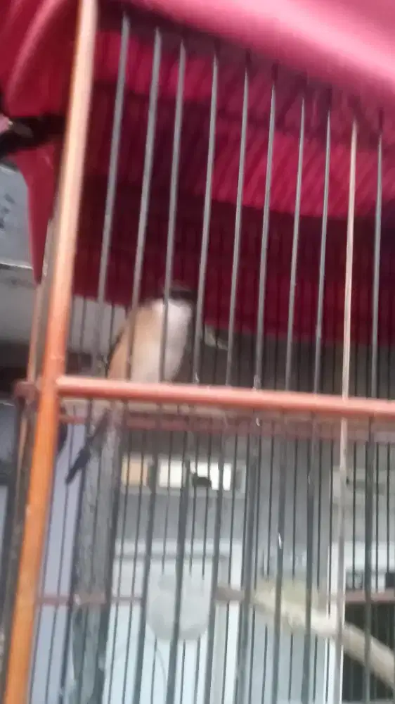 Jual burung Pentet fulset