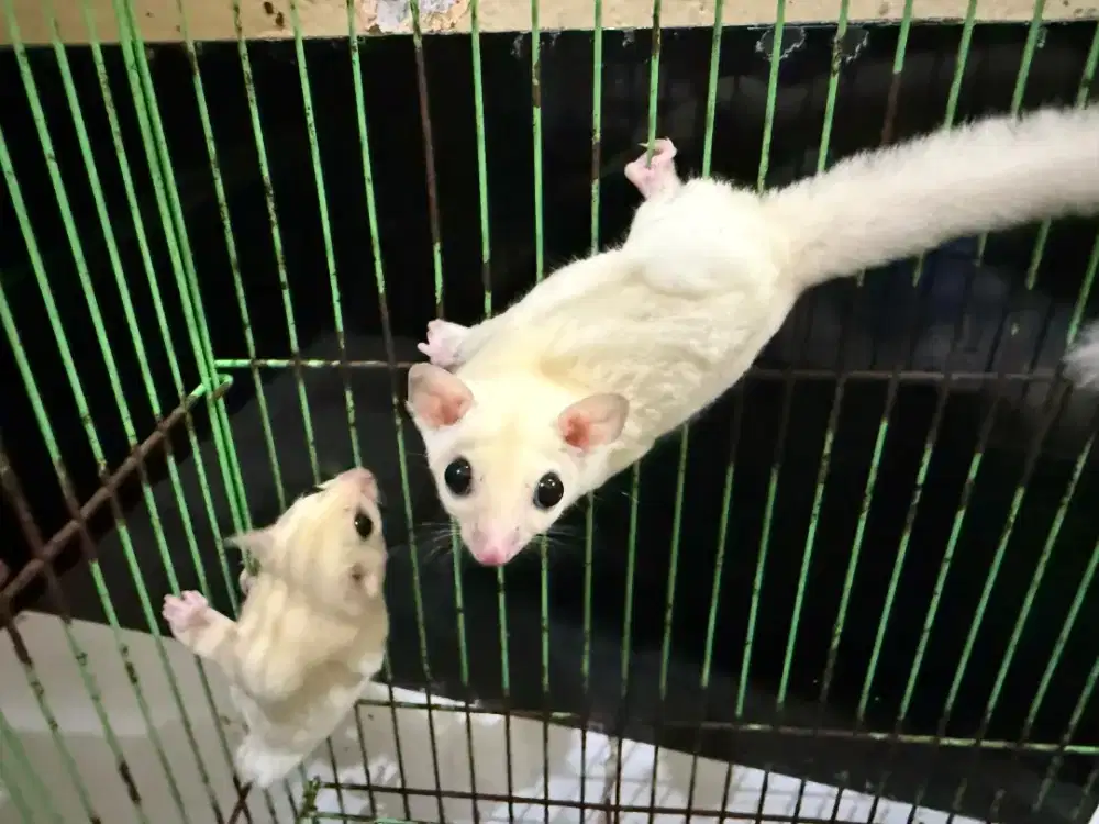 Sugar glider jantan tangerang