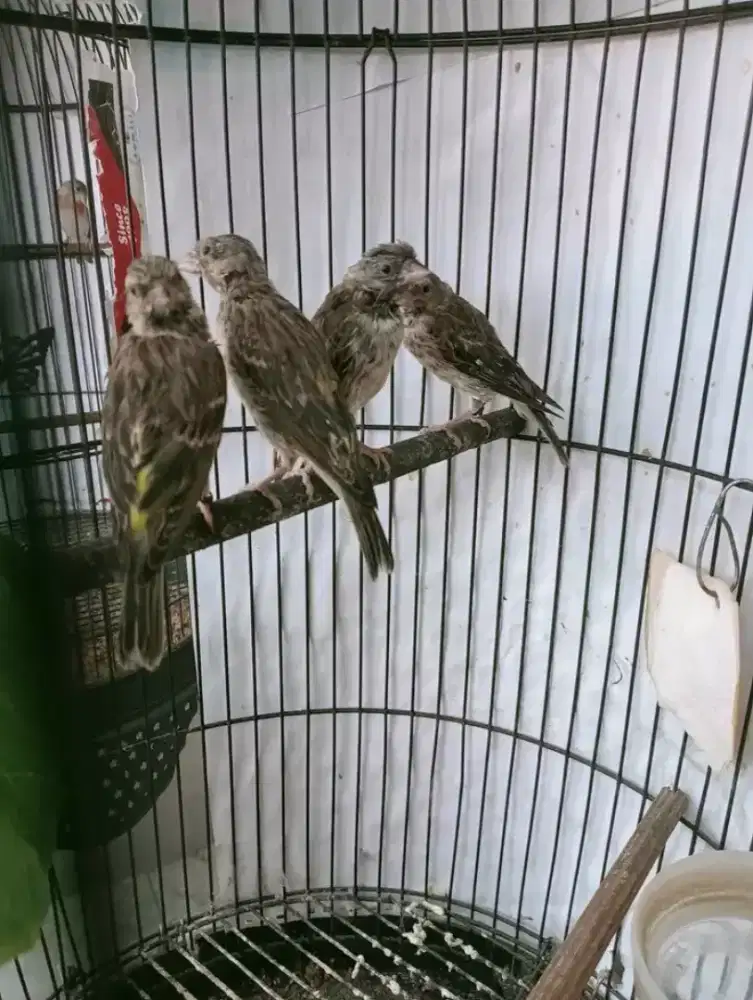 Paud blackthroath jantan usia 4bln ngeriwik aktif