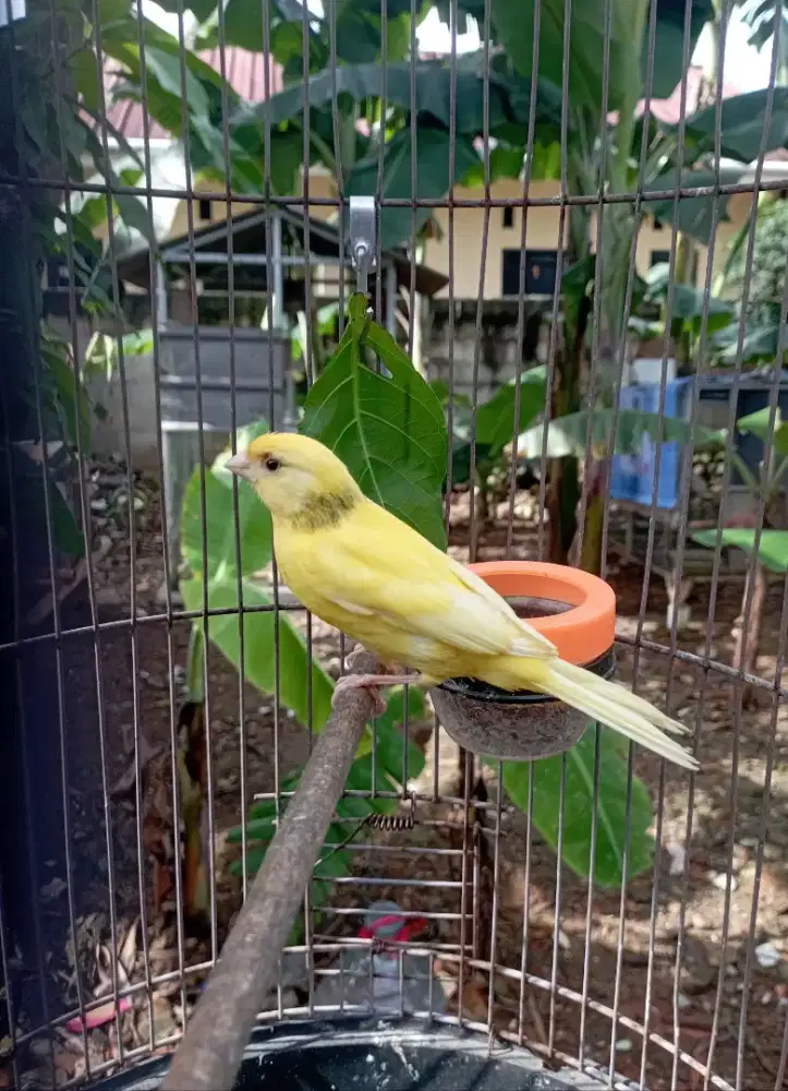 Burung kenari jantan muda ngeriwik warna kuning extrajos