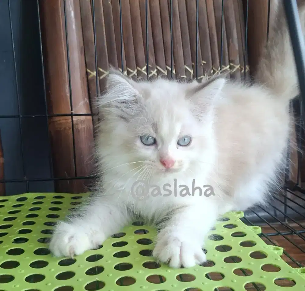Anak kucing himalya /kitten himalya ragdol/kucing ragdol jantan