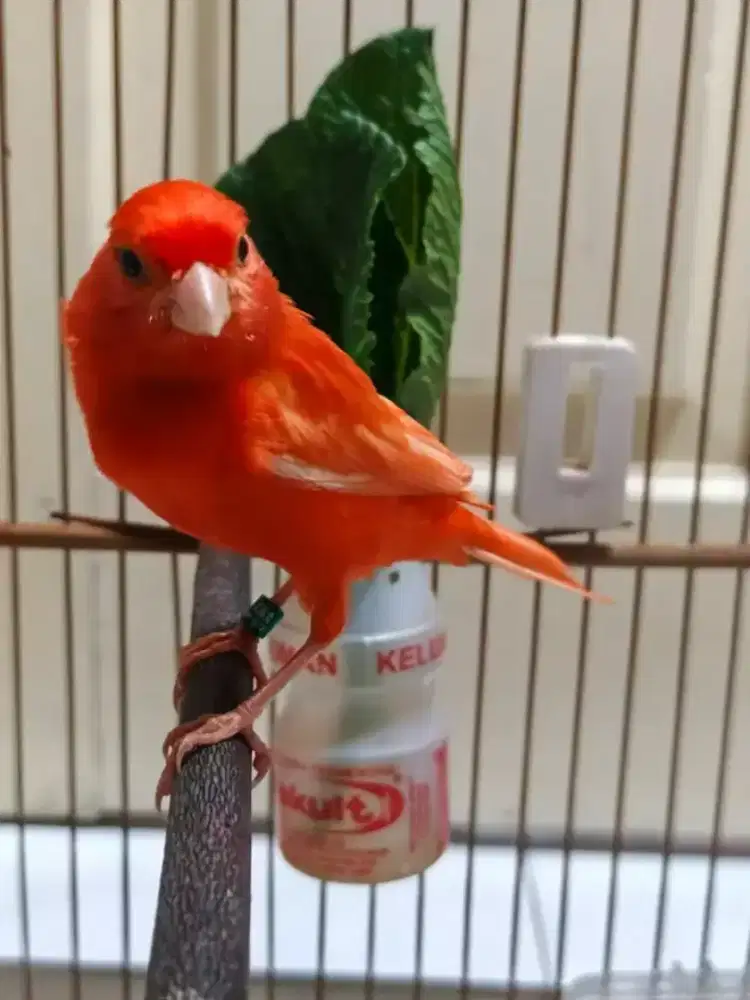 Kenari merlok jantan gacor