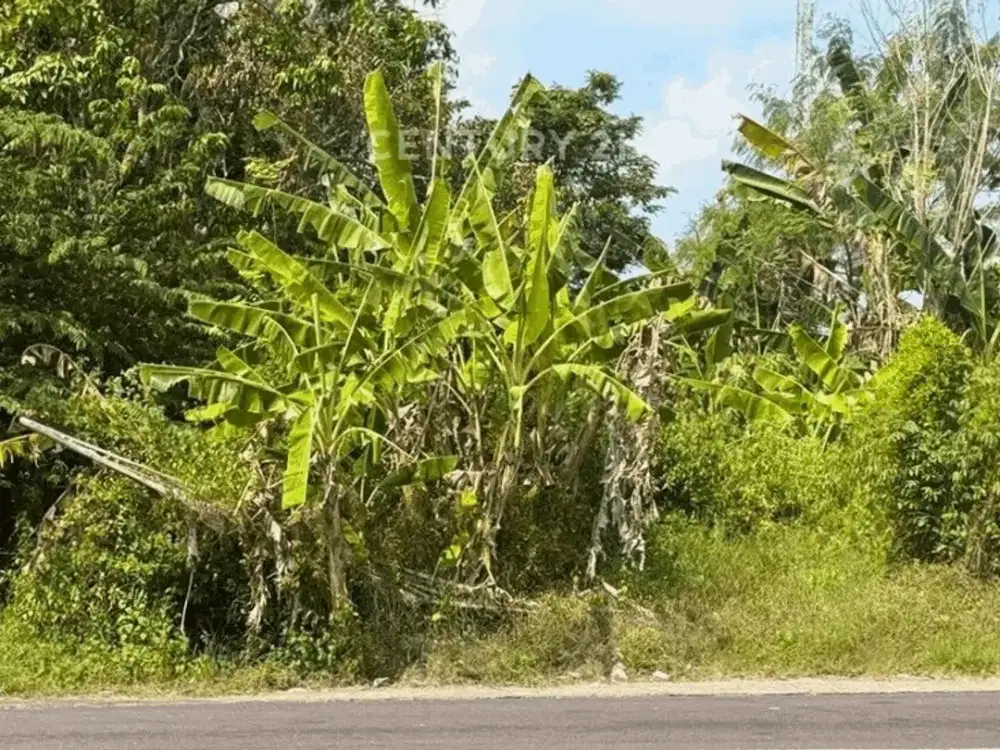 Tanah 549m2 Di Naggulan Dekat Kopi Ampirono Cck Untuk Buka Usaha