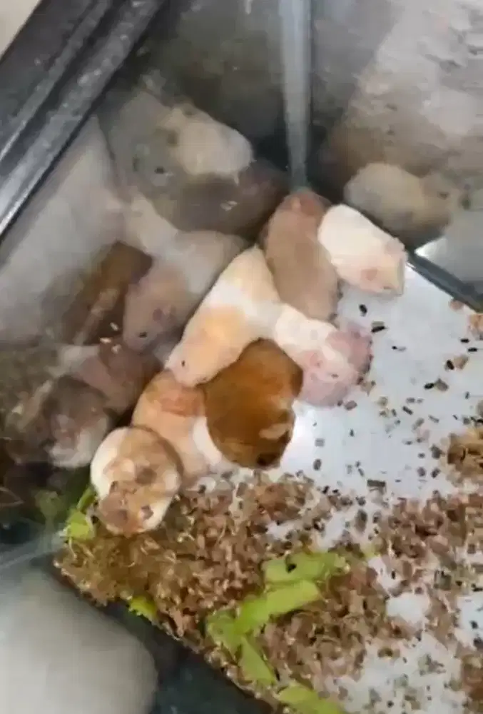 Jual Hamster Syrian LH dan SH