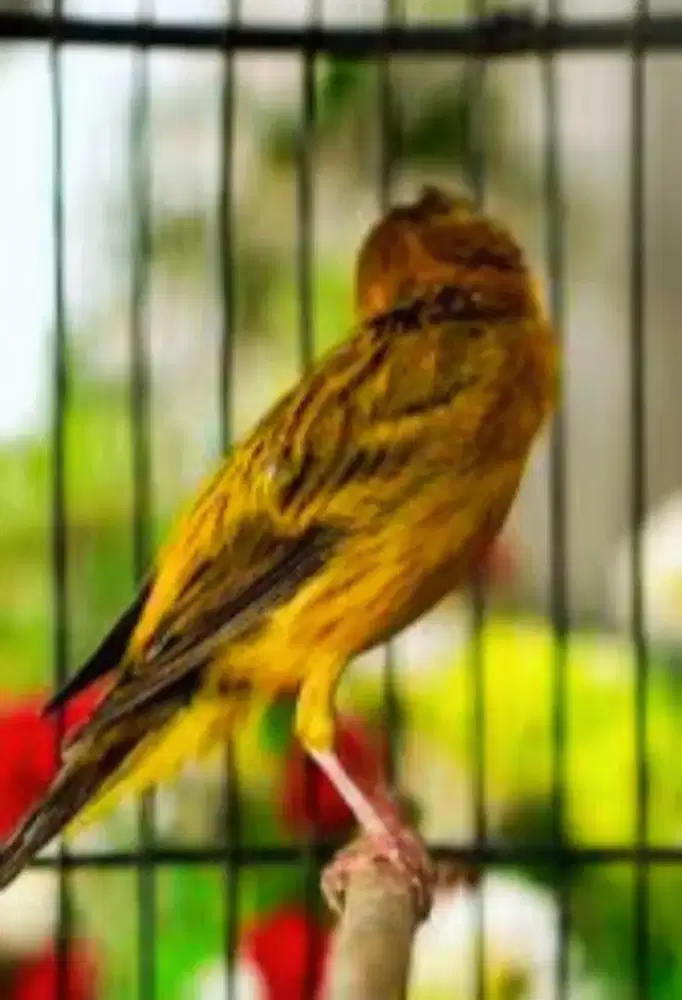 Kenari kalitan gacor materi ciblek fase