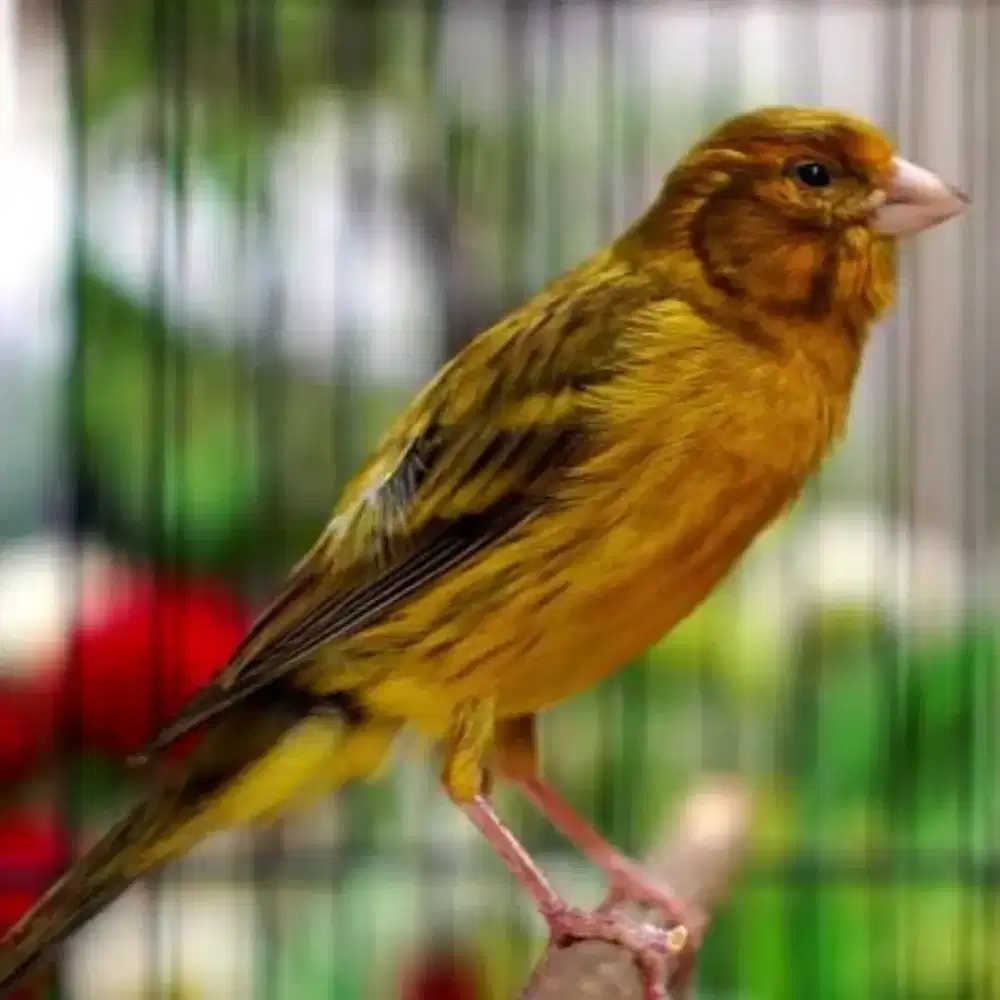 Kenari kalitan gacor materi ciblek fase