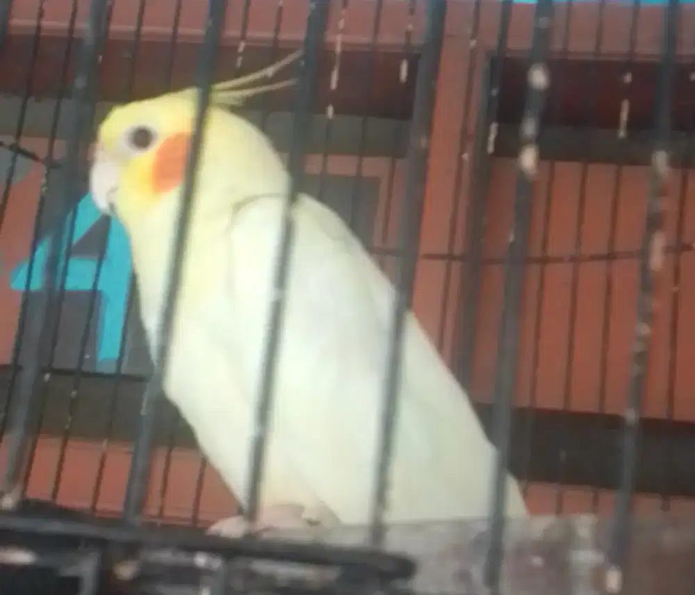 FALAK AUSTRALIA LUTINO MATA MERAH JANTAN JINAK TOTAL 1 JUTA AJA FULST