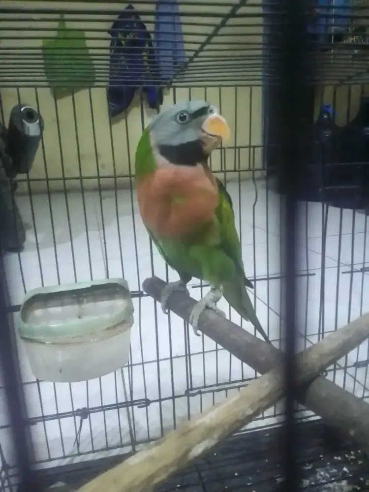 LOVEBIRD JAWA SEMI JINAK 1,5 FULSET ANGKUT TU