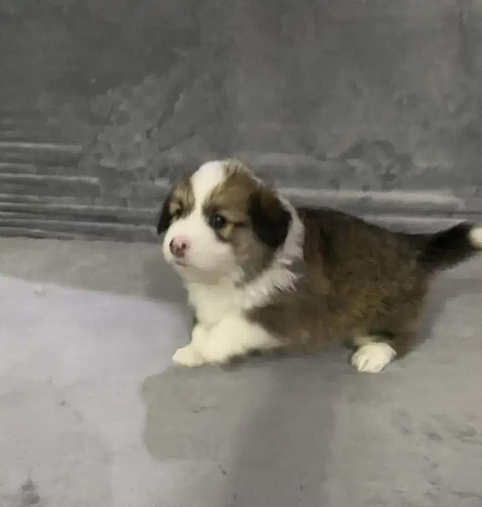 pembroke welsh corgi jantan stambum
